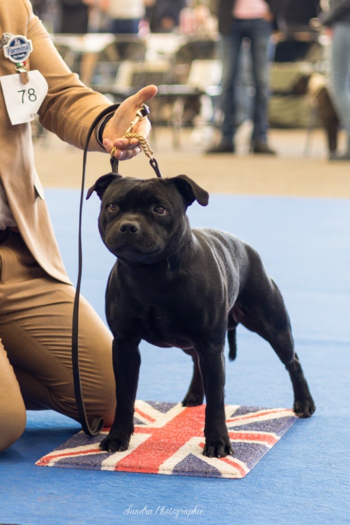 CH. Skillstaff T-bag